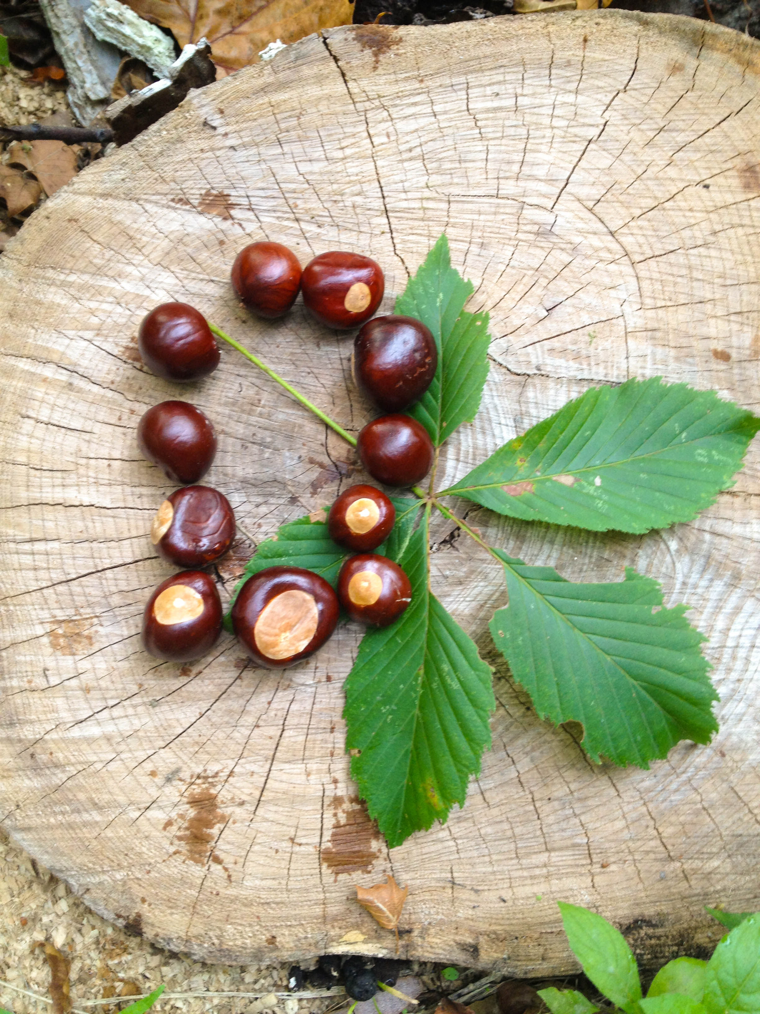 Peanut Butter Buckeyes Candy looks a lot like the real deal! You'll love this recipe for buckeyes candy!