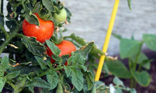 Retouched Arizona tomatoes