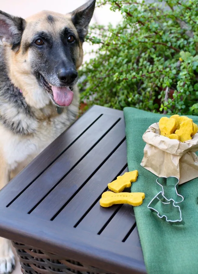 Pumpkin-Peanut Butter Dog Biscuits are perfect for your best pup. They're easy to make with great ingredients!